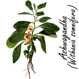 Forty percent more testosterone with ashwagandha