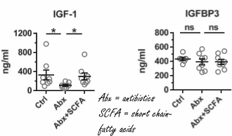 Probiotics and tiny fatty acids boost IGF-1 levels