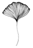 Rhodiola and ginkgo combination boosts endurance (no training required)