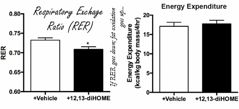12,13-Di-HOME: a new fat loss agent? Or a new undetectable endurance drug?