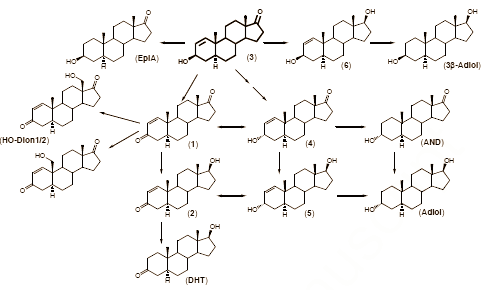 This is what 1-Androsterone contains