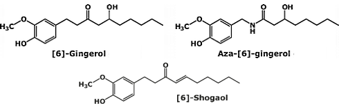 Aza-6-Gingerol, an experimental ginger-based fat-loss drug