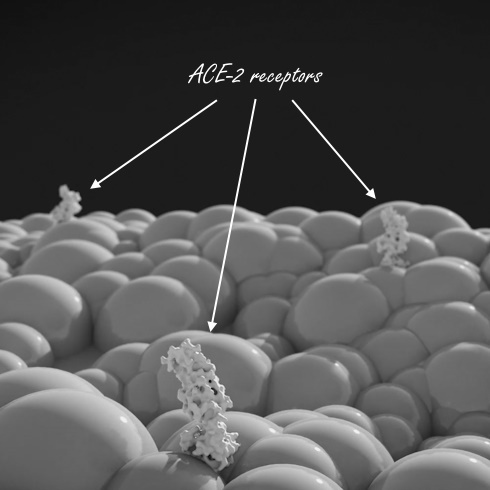 This dose of vitamin C makes your cells inaccessible to coronavirus SARS-CoV-2