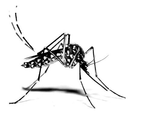 Tongkat Ali boosts mosquito sexuality