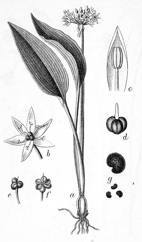 Regular garlic vs. wild garlic | Which variety protects heart and blood vessels better?