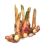 Alpinia galanga, a kitchen spice that increases testosterone levels