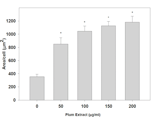 The unsuspected muscle-enhancing effect of plums