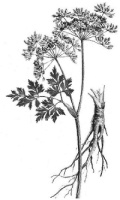 Angelica sinensis boosts endurance capacity and muscle strength