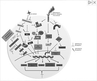 Dietary Inflammatory Index
