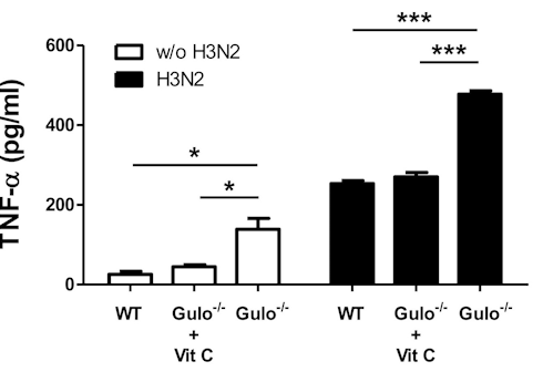 Vitamin C, the not-so secret weapon against flu