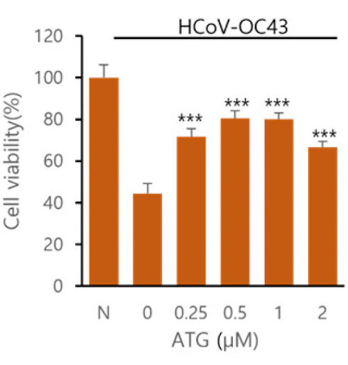 Arctigenin | This phytochemical in Arctium lappa blocks coronaviruses