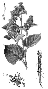 Lignan in Arctium lappa makes fasting deadlier for cancer cells
