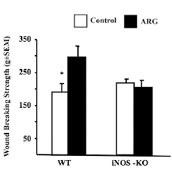 Wounds heal more quickly with arginine