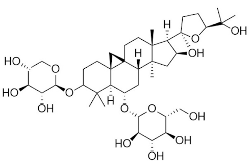 Astragalus maintains immunity during prolonged periods of physical exertion