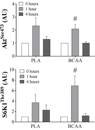 BCAAs stimulate post-workout muscle gain - but need help