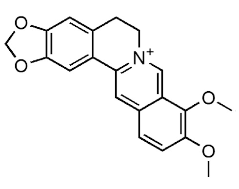 Berberine | From diabetic to prediabetic