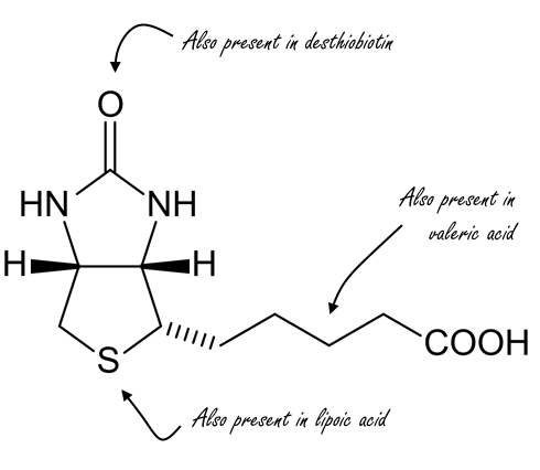 Heavy dose of biotin for more testosterone | Animal study