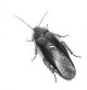 Blaptica dubia