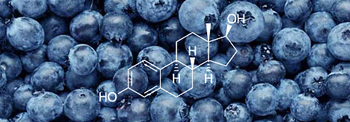 The phenols in blueberries make cells less sensitive to the detrimental effects of estradiol, but leave the desirable effects of the hormone intact. It's possible to draw this conclusion from an animal study done by oncologists at the University of Louisville in the US, which will soon be published in the Journal of Agricultural and Food Chemistry.
