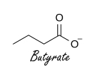Butyrate protects muscles against aging