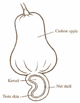 Endurance athletes who drink cashew-apple juice make better use of their carbs