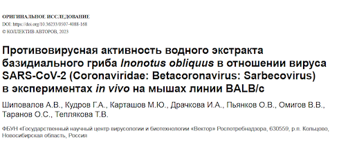 Chaga inhibits SARS-CoV-2 replication in lungs | Animal study