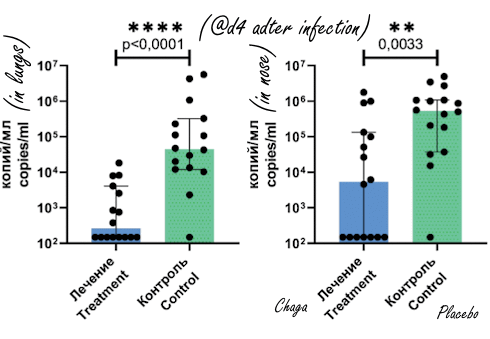 Chaga inhibits SARS-CoV-2 replication in lungs | Animal study