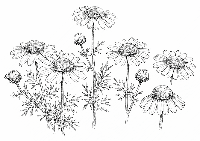 Four weeks of chamomile supplementation provides clinically relevant improvement in sleep