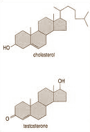 Cholesterol