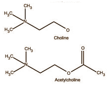 DMAE - full name 2-dimethylaminoethanol � is not just a life extender and a smart drug that can induce lucid dreams; it's also a slimming supplement. If we can believe websites and gurus, at least. The claim is not entirely without scientific foundation, we discovered after a little detective work, although the arguments used are a little thin.