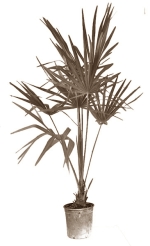 Chamaerops humilis