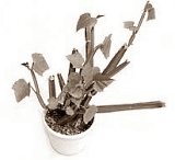 The anabolic effect of Cissus quadrangularis