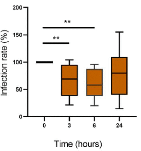 How chlorogenic acid protects coffee drinkers against Covid-19