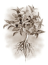 If you take 1 g root extract of the plant Coleus forskohlii daily, you can lose up to 2.3 kg in two months. And without reducing your calorie intake, according to the researchers in the Japanese branch of the DHC Corporation, a manufacturer of cosmetics and supplements.