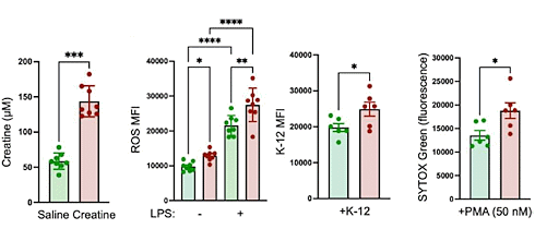 Neutrophils are the shock troops of the immune system. The cells eliminate pathogens such as viruses, bacteria and parasitic microorganisms through processes such as phagocytosis and netosis. Creatine supplementation kicks up this neutrophil activity. This is shown by a Japanese animal study.