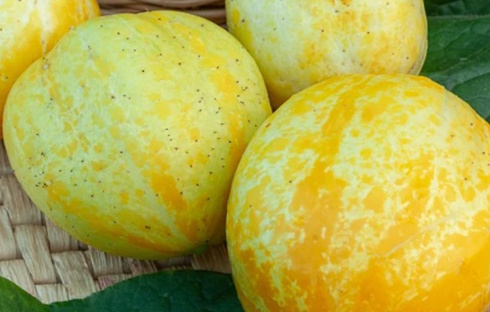 Supplementing with Q-actin, an extract from cucumbers, improves the function of worn and damaged joints. The main active ingredient in Q-actin is the iminosugar idoBR-1, which is also found in fresh cucumbers. Well... in some cucumbers.