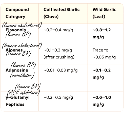 Regular garlic vs. wild garlic | Which variety protects heart and blood vessels better?