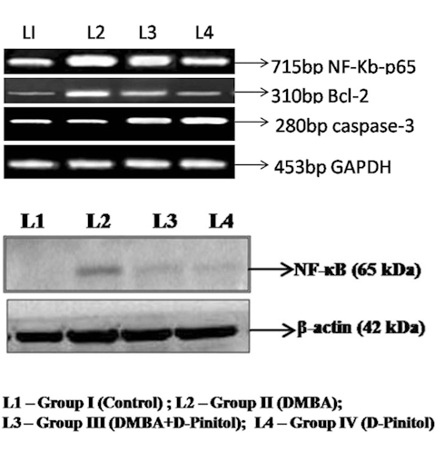 In this animal study, D-pinitol prevents and inhibits cancer