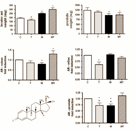 Training stimulates action of methandrostenolone
