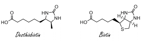 Heavy dose of biotin for more testosterone | Animal study