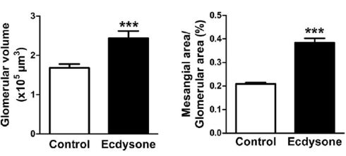How harmful is ecdysterone?