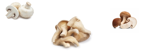 Eat mushrooms and live (a bit) longer
