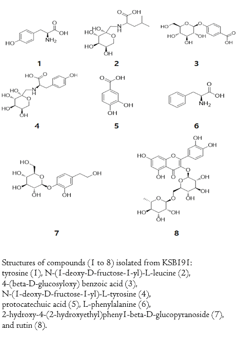 Does fructosyl-leucine in elderberries increase testosterone levels?