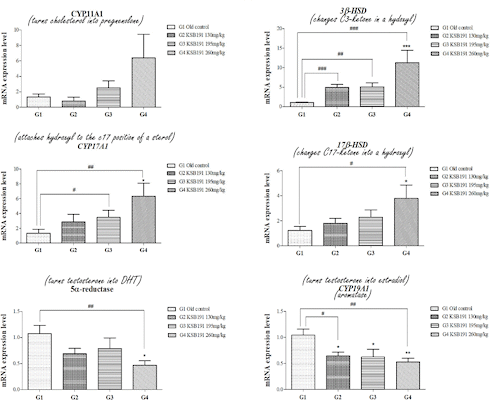 Does fructosyl-leucine in elderberries increase testosterone levels?