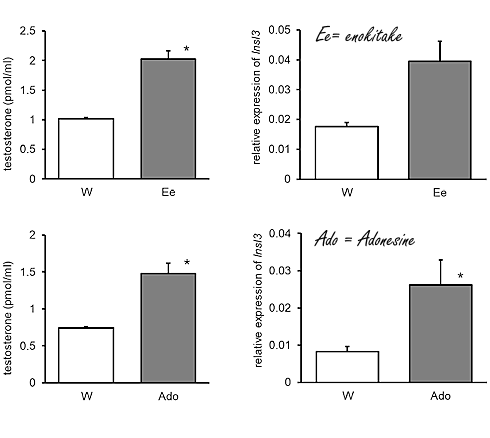 About enokitake, testosterone and copious amounts of adenosine