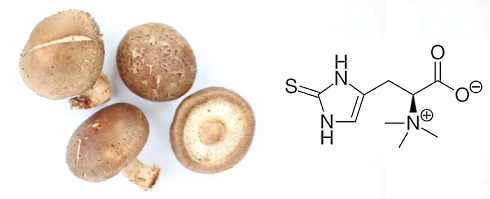 Ergothioneine, the longevity vitamin from mushrooms, protects against deadly cardiovascular disease