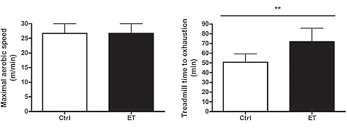 41 percent more endurance after a short monster cycle of ergothioneine