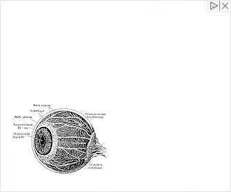 Eye Health