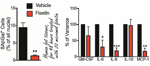 Fisetin, the life-extender in cucumber, makes senescent cells disappear from the body