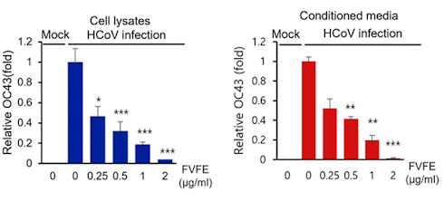 Arctigenin | This phytochemical in Arctium lappa blocks coronaviruses